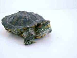 Slow Down!